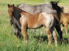 Paddys Gin Jafar JW <BR> AQHA 5947394